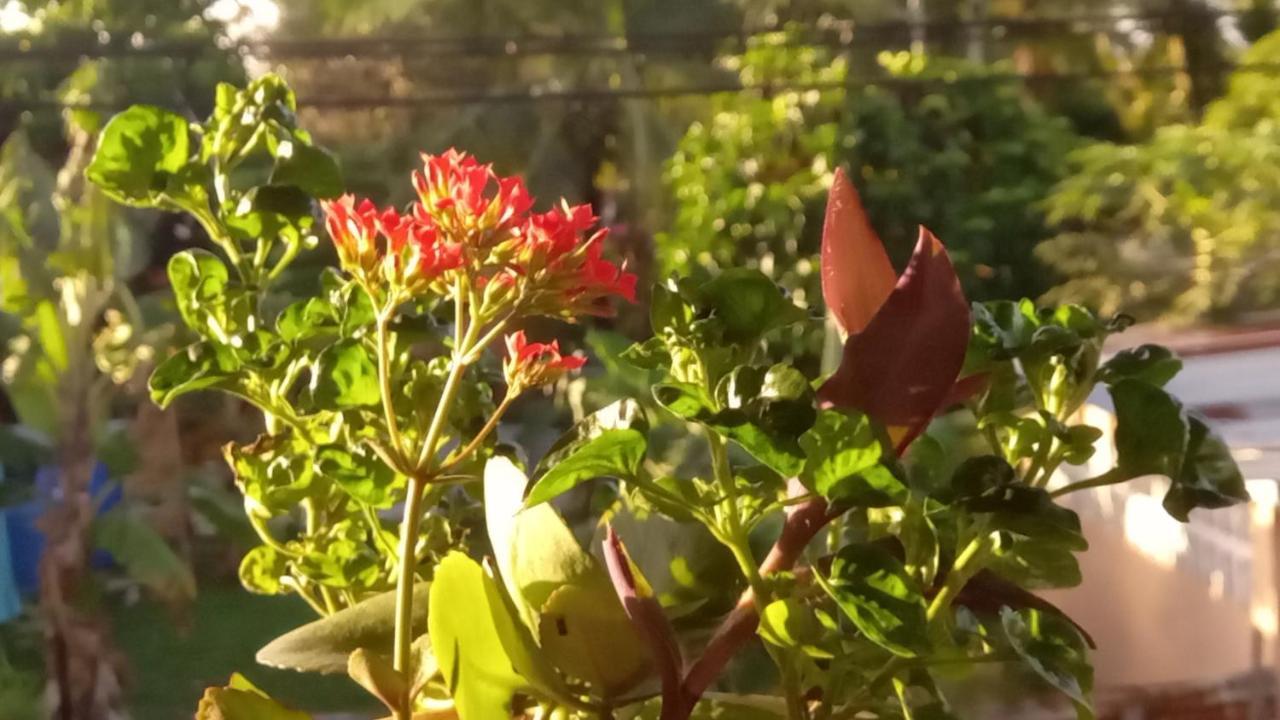 Appartamento Casa Lumiere Bocas del Toro Esterno foto